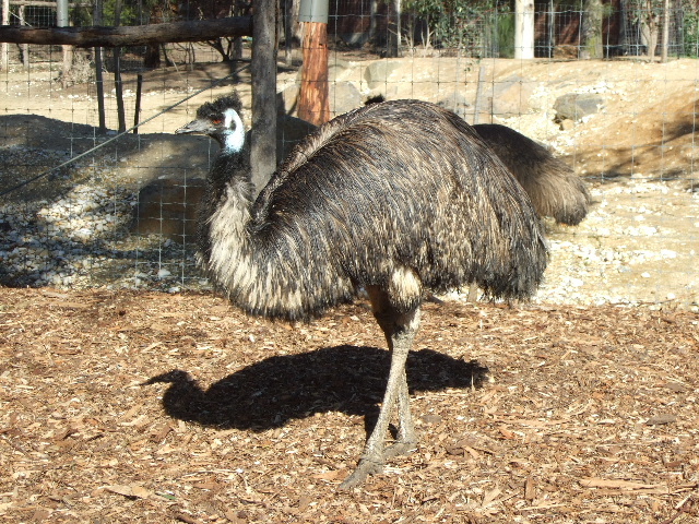 Ein Emu